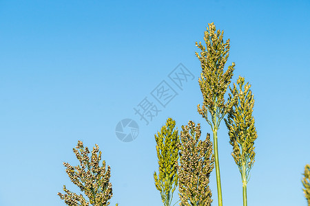 在蓝天特工中特写高梁粮食场地高粱面粉珍珠天空植物农场种植园种子背景图片