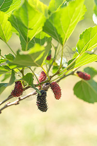 黑莓树天然树上新鲜的黄莓水果红色叶子食物浆果水果收成营养花园绿色植物背景