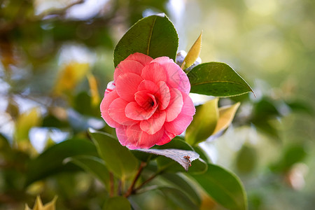 美丽的日本骆驼花粉红色花朵图片