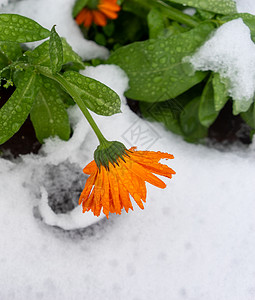 第一次雪上滴水的花朵植物学淡季季节橙子水滴植物背景图片