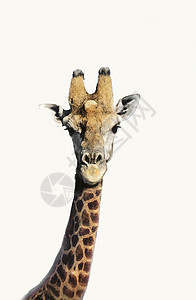 生命摄影图成像野生动物自然世界视图影棚特写计算机哺乳动物自然纹主题背景图片