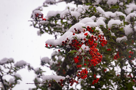 白雪覆盖的布雷克红莓高清图片