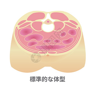 肥胖例证的类型 腹部剖视图 健康体型 标准型横截面糖尿病生活方式数字疾病科学生物学代谢插图药品插画