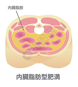 脂肪代谢日本的肥胖插图类型 腹部剖视图内脏 fa脂肪科学医疗数字卫生损失保健横截面药品重量插画