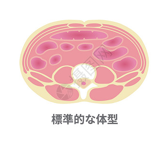 肥胖例证的类型 腹部剖视图 健康体型 标准型代谢饮食科学糖尿病器官数字插图横截面生物学医疗插画