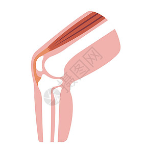 部分制作膝关节部分它制作图案膝盖运动解剖学股骨胫骨治疗髌腱肌腱骨骼肌肉插画