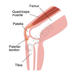 掌腱肌膝关节部分它制作图案疾病运动科学肌肉骨头胫骨骨骼肌腱疼痛髌骨插画
