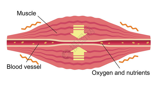 肌肉僵硬疲劳因素累积 肌肉和血管的平面插图科学器官痛苦纤维肩膀女士疼痛药品按摩组织插画