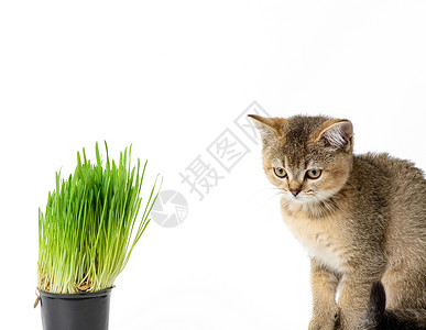 一盆草紧挨着一盆绿草生长的锅子旁 直坐在白色背景上 在一片长青草旁营养叶子食物饮食晶须哺乳动物猫咪好奇心毛皮植物背景