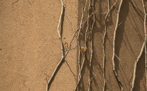 墙背景与一棵树相提并论生长墙纸树木背景墙植物绿色背景图片