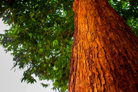 树上生动的红色树干场景绿色阳光分支机构白色树叶背景图片