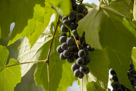 一串黑葡萄挂在绿叶藤蔓上 克里米亚葡萄的酿酒品种 从正面看食物园艺季节叶子树叶植物收成衬套晴天农场背景图片