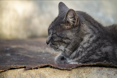 虎岁呈祥灰色条纹猫仰望着另一边 在夏天 与生锈的植物的背景相反背景