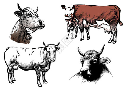 牛矢量图背景图片