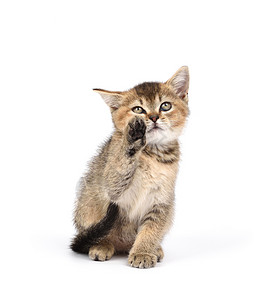 金斑龙猫好奇心猫科动物高清图片
