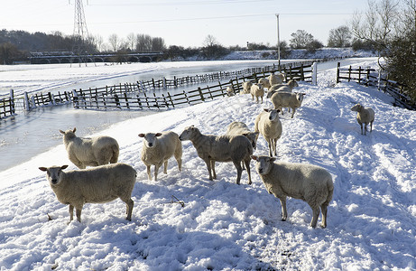 冬季羊羊农场动物防洪堤高清图片