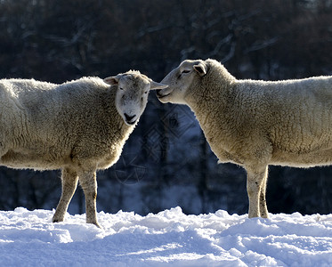 甜言蜜语低声低语的羊外套雪原哺乳动物冰川大衣羊毛绵羊家畜条件寒冷背景