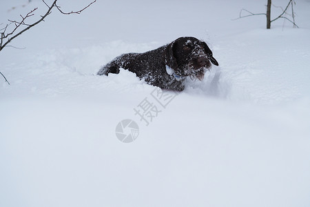 葱爆鸭丝冬天在田野打猎的狗 德国人冬季打猎时有线毛宠物成年猎物动物棕色场地头发游戏背景