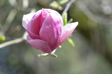 桑玛格宁静花朵高清图片