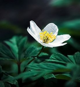 木头海葵亚尼蒙希维斯特里斯花园自然城市花瓣植物学宏观草地花朵木头野花背景