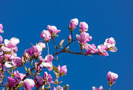 盛出木兰花花季节快乐玉兰紫色花朵鲜花花园环境植物学公园背景