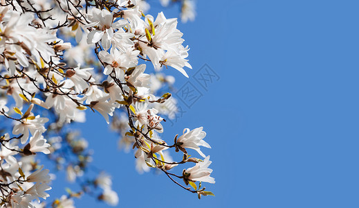 开花木木兰树季节花枝植物学玉兰公园宏观晴天花瓣树叶天空背景图片