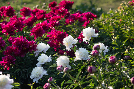 盛开的牡丹前卫的白色和粉红色牡丹白牡丹植物植物群植物学脆弱性园艺美丽叶子花瓣卡片背景