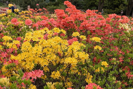 红色杜鹃花红色的花美丽高清图片