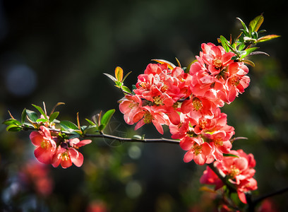 红开花花瓣植物植物群衬套宏观快乐花朵季节植物学灌木背景图片