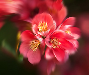 红开花宏观植物群快乐公园季节衬套植物学树枝花朵花瓣背景图片