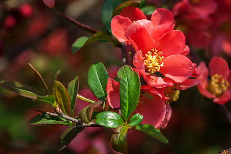 红开花植物学衬套宏观植物树枝花朵公园植物群快乐灌木背景图片