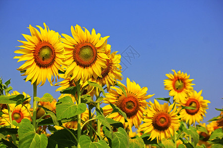 黄向日葵坎波农业环境阳光园艺图片展览种植园植物大厅高清图片