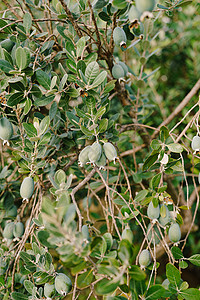 Feijoa树 和菠萝草上的水果接近绿色娘科桃金树叶灌木衬套花园背景图片