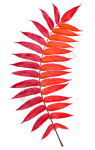 红色叶子背景单片明亮的多色灰莓叶 涂上秋色的调色板 特写隔离在白色背景上收成生活橙子棕色黄色植物群红色气氛季节植物背景