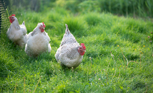 公鸡和小鸡 散养公鸡和母鸡农场鸟类花朵健康环境生物翅膀动物农家院羽毛背景图片