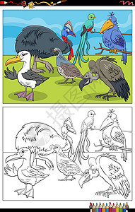 食火鸡卡通鸟类动物角色着色书页鹌鹑工作簿卡通片意义画笔工作活动秃鹰教育孩子们设计图片