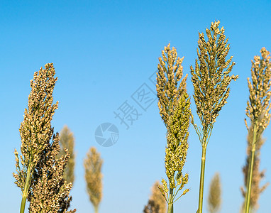 高梁或米粉剂蓝色天空收成农场粮食植物种植园生长叶子珍珠种子高粱背景图片