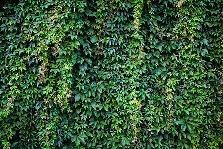 与 iv 的砖墙植物群植物树叶建筑师建筑学建筑房子叶子生长荒野背景图片