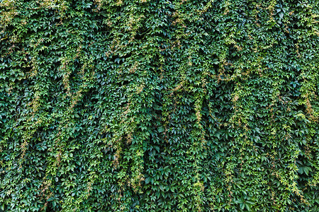 与 iv 的砖墙生长花园建筑学植物房子植物群植物学叶子灌木建筑背景图片