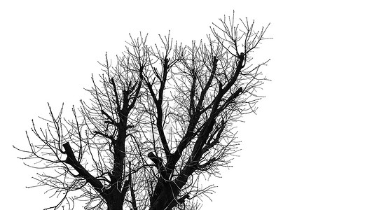 孤立在惠特上的树剪影树木叶子墙纸植物天空照片树叶树枝木头公园背景图片