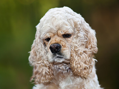 美国1 5年幸福猎犬动物宠物小狗哺乳动物毛皮背景图片