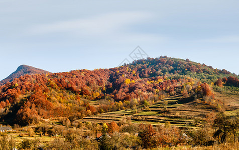 喀尔巴阡山秋叶子木头风景农村金子公园季节全景植物花园背景图片