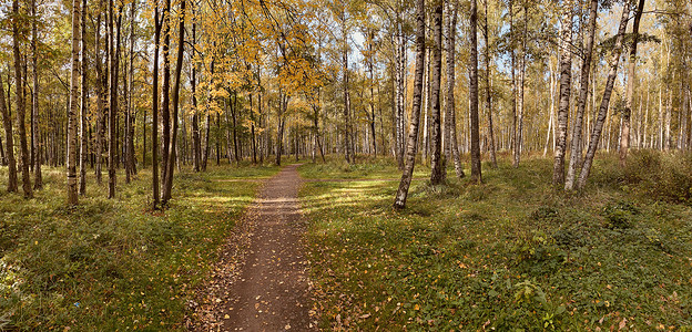 秋天的第一天在公园里的全景长长的阴影蓝天树芽桦树的树干阳光明媚的白天小路在树林里黄色的叶子植物木头影子国家荒野骑术晴天林地栅栏排背景图片