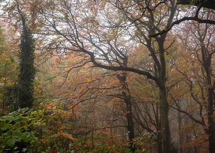 雾林的黄秋叶子薄雾季节黄色太阳木头绿色橙子天空森林背景图片