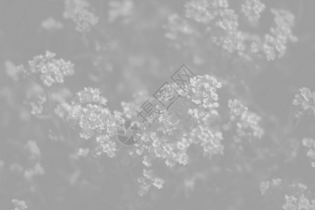 小花底浅灰色灰度的浅灰色岩层环境花瓣植物香雪球花园植物学野花灰色植物群岩石背景图片