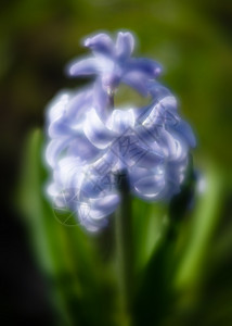 春节时花朵开花花瓣花园紫色植物蓝色生长花束紫丁香美丽风格背景图片