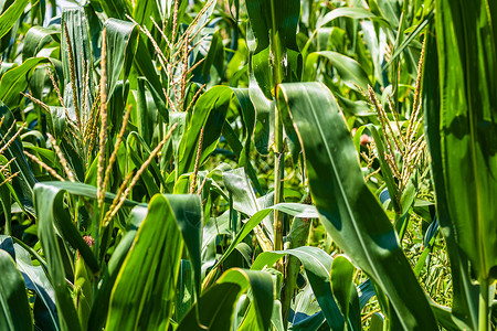 绿玉米种植场的阳光照亮 农业田地上绿色玉米的细节季节食物生产农田草地农场谷物玉米地农村场地背景图片