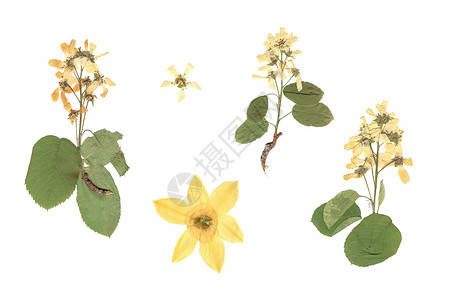 白色和黄色花朵在白色背景上的压榨和干燥植物的构成高清图片