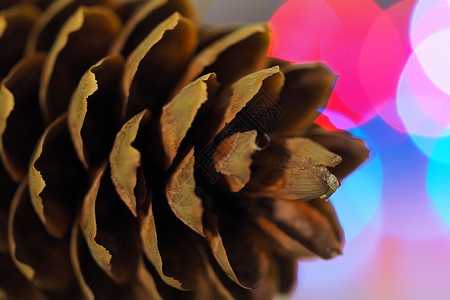 斯普鲁斯峰 近身 圣诞节背景松树宏观一部分树脂植物种子玩具背景图片
