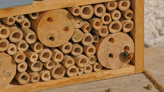 与欧洲果园蜜蜂共住的昆虫旅馆动物群壁蜂濒危隧道帮助野生动物传粉者背景